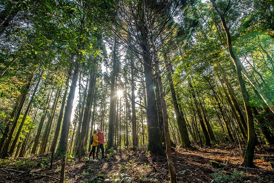 제주 치유의 숲 이미지. /사진제공=호텔신라