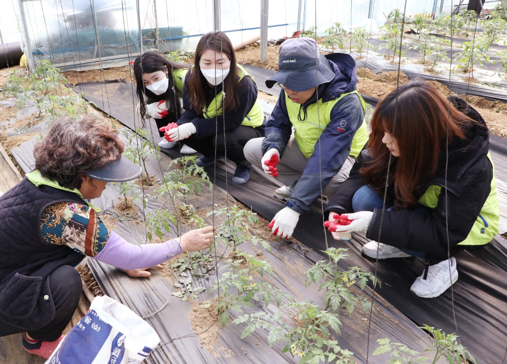 NH농협카드 임직원들이 경기도 퇴촌면 토마토 농가를 방문해 농촌일손돕기 봉사활동을 하고 있는 모습./사진=NH농협카드