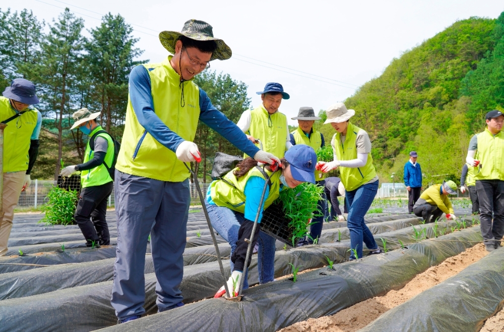 △ 김형신 NH농협금융지주 사업전략부문장(왼쪽)이 임직원들과 함께 옥수수 심기 작업을 하고 있다. /사진=NH농협금융