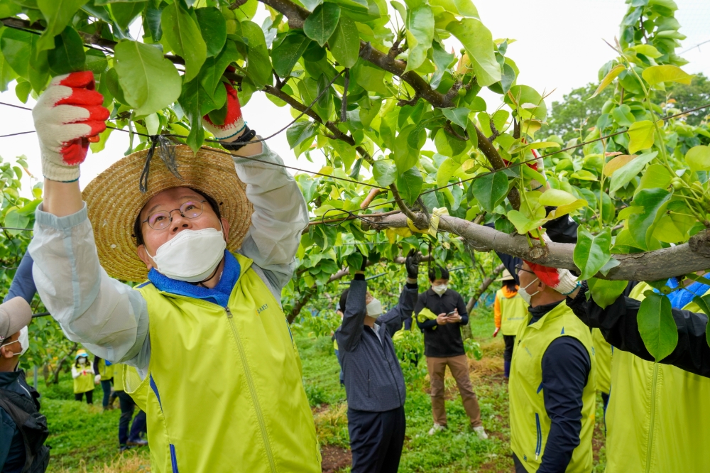 △ 김광수 NH농협금융지주 회장(왼쪽 첫 번째)과 임직원들이 배 열매 솎기 작업을 하고 있다. /사진=NH농협금융