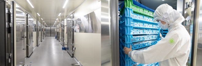 신선나또 공장 발효실 전경(왼쪽)과 발효가 완료된 나또를 포장을 위해 옮기는 모습(오른쪽). / 사진 = 풀무원