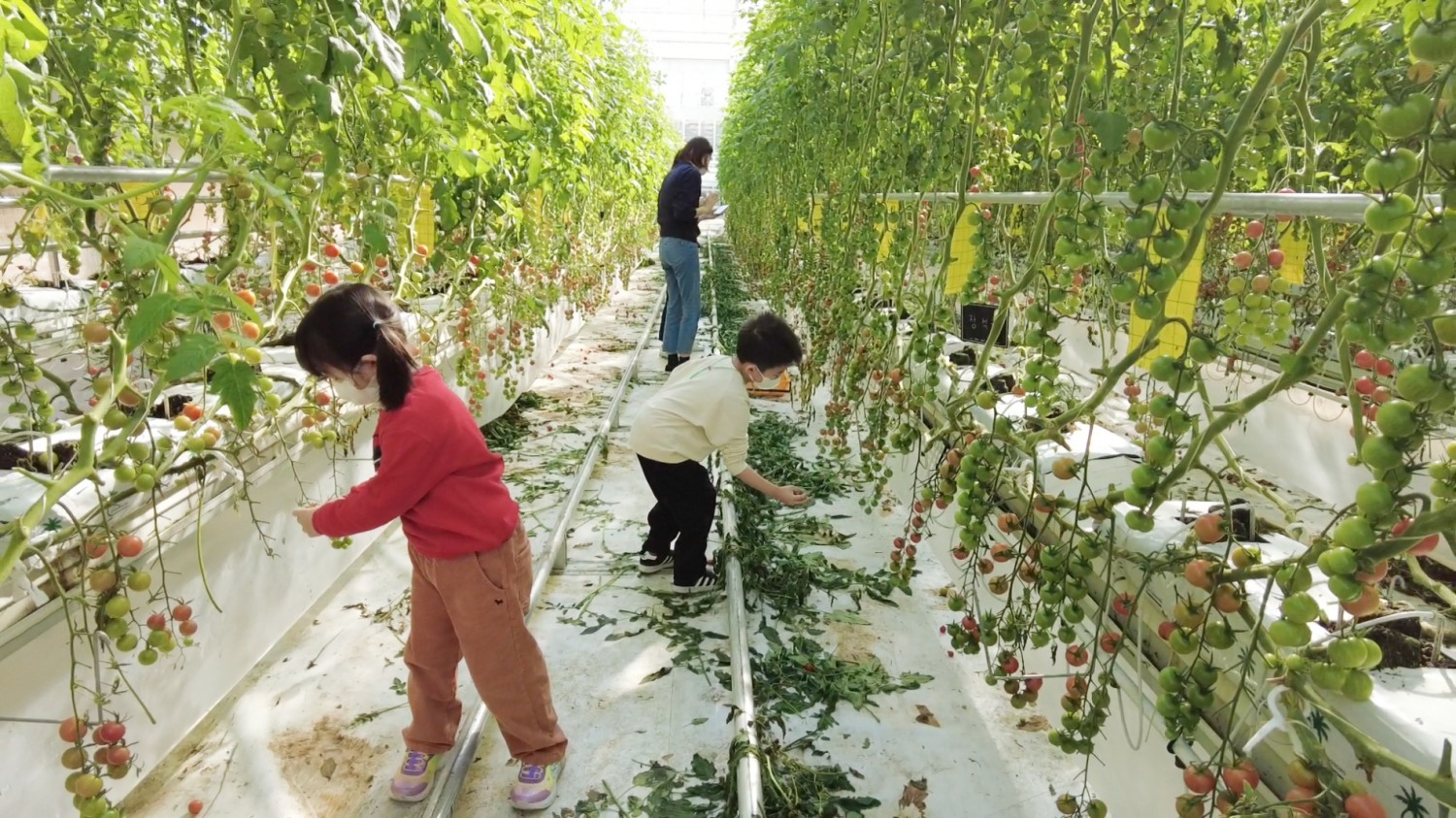 우리카드가 언택트(Untact) 농촌 체험 프로그램 ‘디지털 도시농부’를 성공적으로 마무리했다고 23일 밝혔다. /사진제공=우리카드