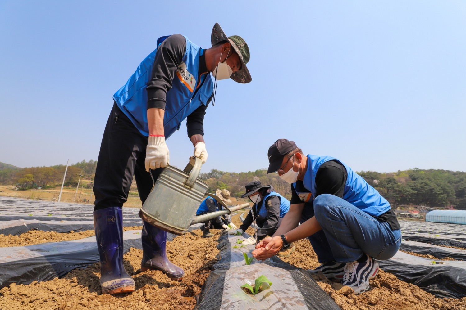 잎담배 이식 봉사활동./ 사진제공 =KT&G