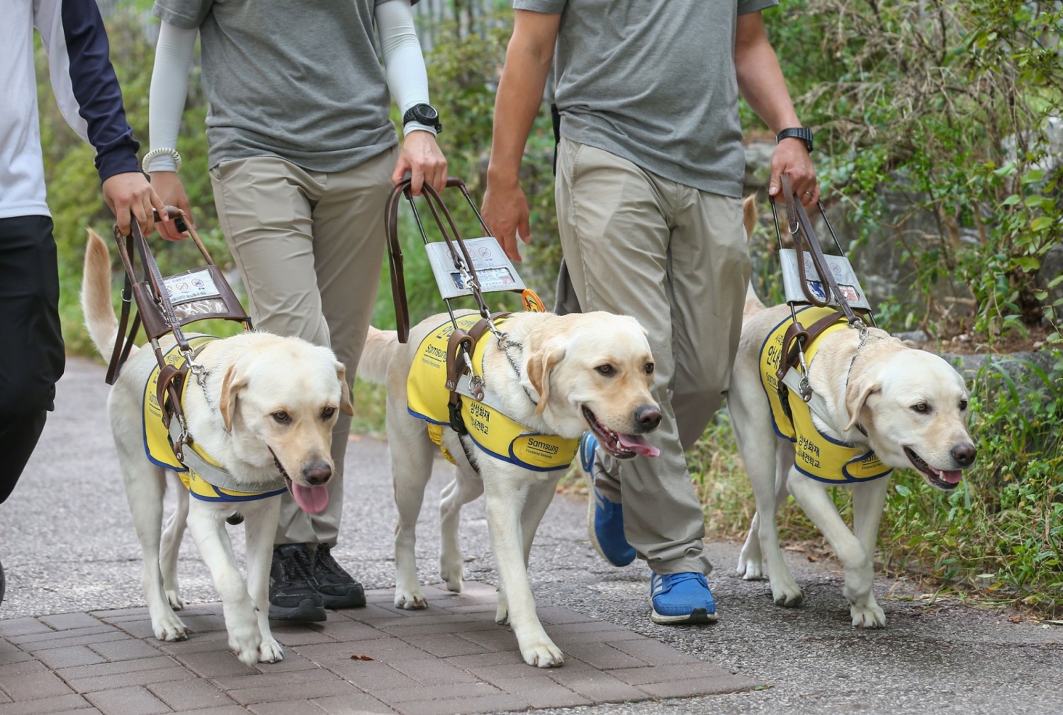 20일 용인 삼성화재안내견학교에서 훈련사가 안내견 보행 체험을 시연하고 있다. 사진=삼성