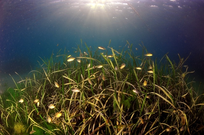 잘피숲. 제공=효성.