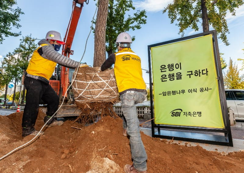 SBI저축은행 직원들이 대로변에 심어져 있는 암은행나무를 이식하는 공사를 하고 있다. /사진제공=SBI저축은행