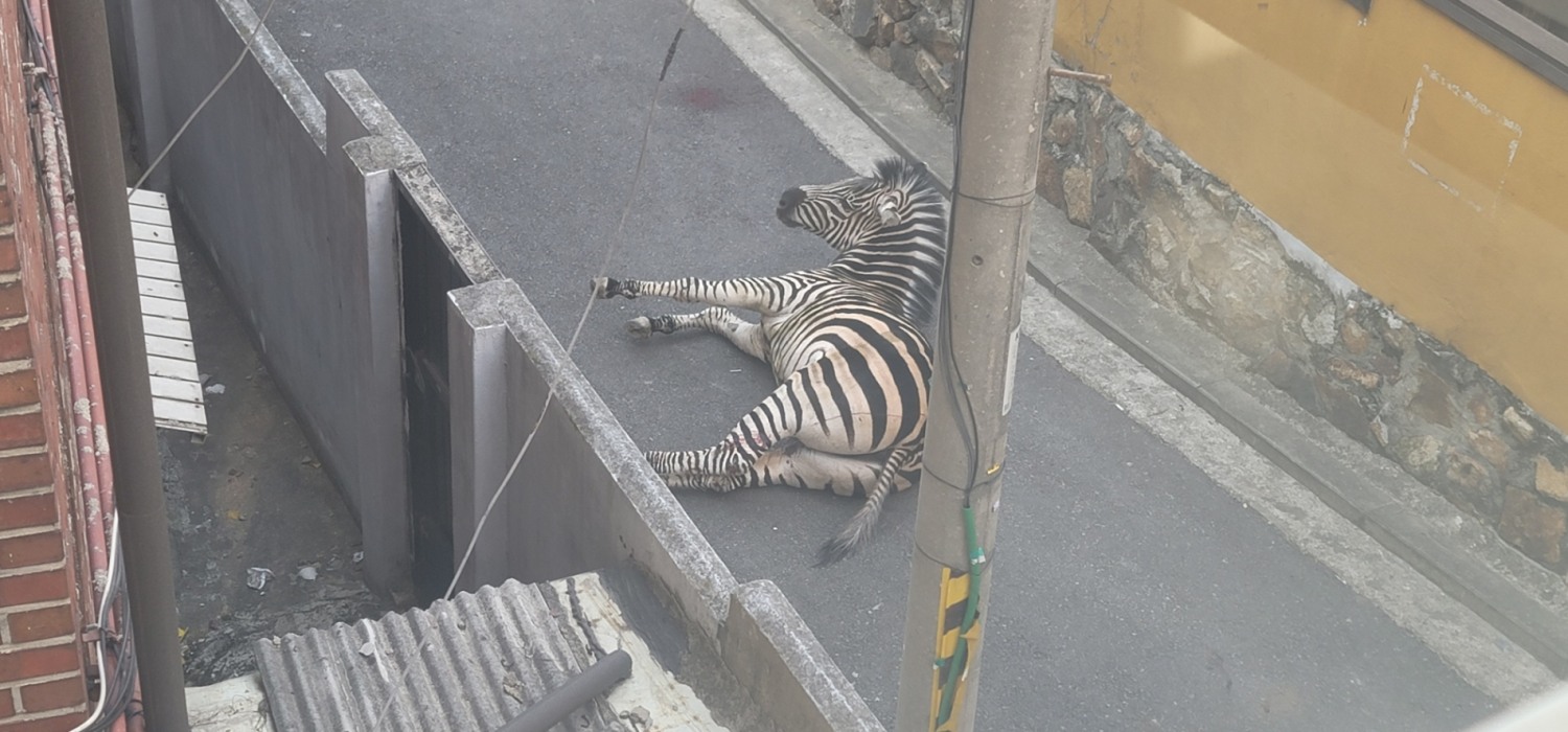 어린이대공원에서 탈출한 얼룩말./사진제공=서울시의회