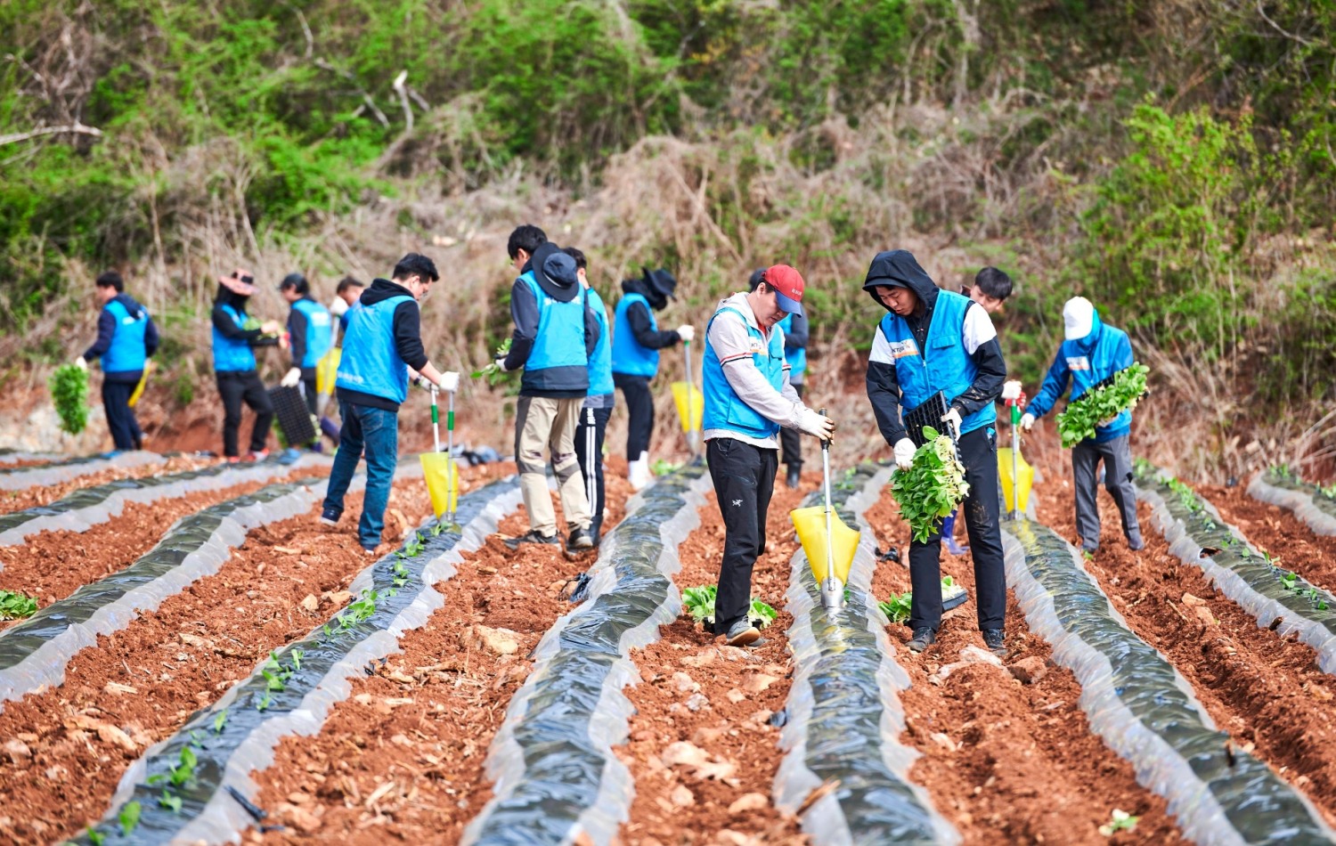 KT&G 임직원들이 잎담배 모종을 이식하고 있는 모습./ 사진 = KT&G