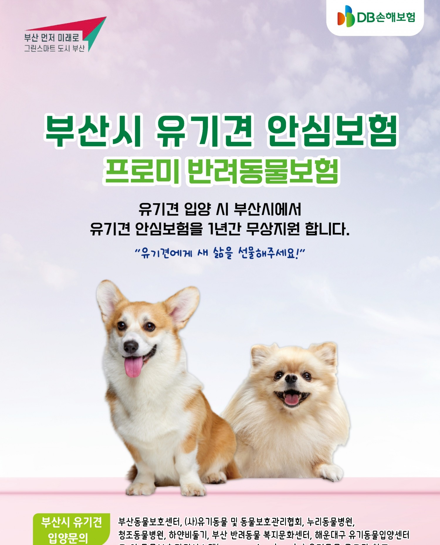 DB손해보험이 '부산시 유기동물 펫보험 지원사업'에 최종 사업자로 선정됐다./사진제공=DB손해보험