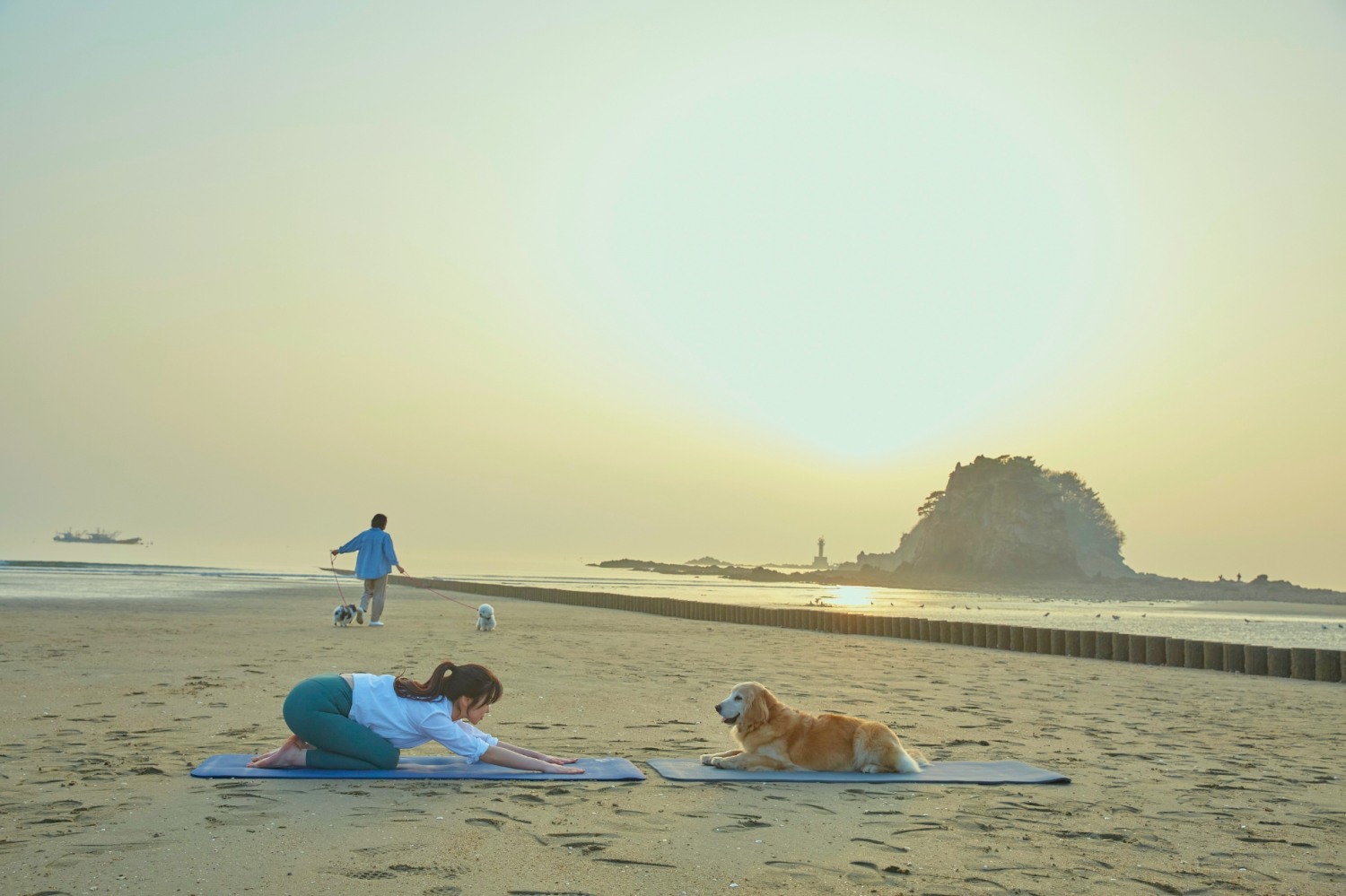 태안에서 반려견이 요가(도가)를 하는 모습. /사진제공=한국관광공사