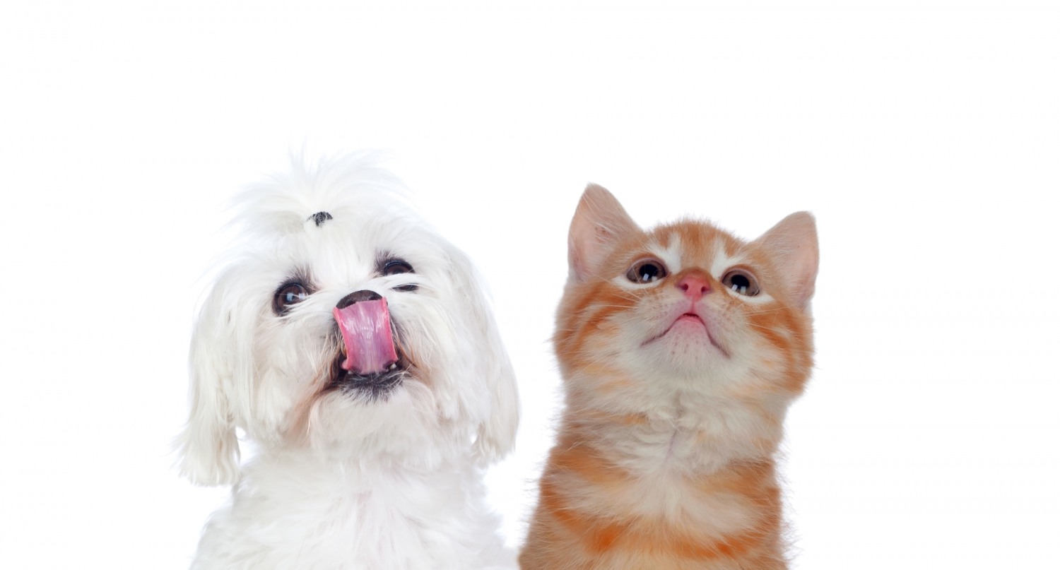 손해보험사들이 경쟁적으로 보험료를 인하하고 보장범위를 확대하는 등 펫보험 유치 경쟁에 나서면서 유리한 상품에 관심이 쏠린다./사진제공=이미지투데이