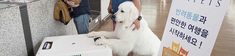 ▲ 대한항공은 2019년부터 반려동물 탑승 고객 우대 프로그램 ’SKYPETS’을 운영 중이다.