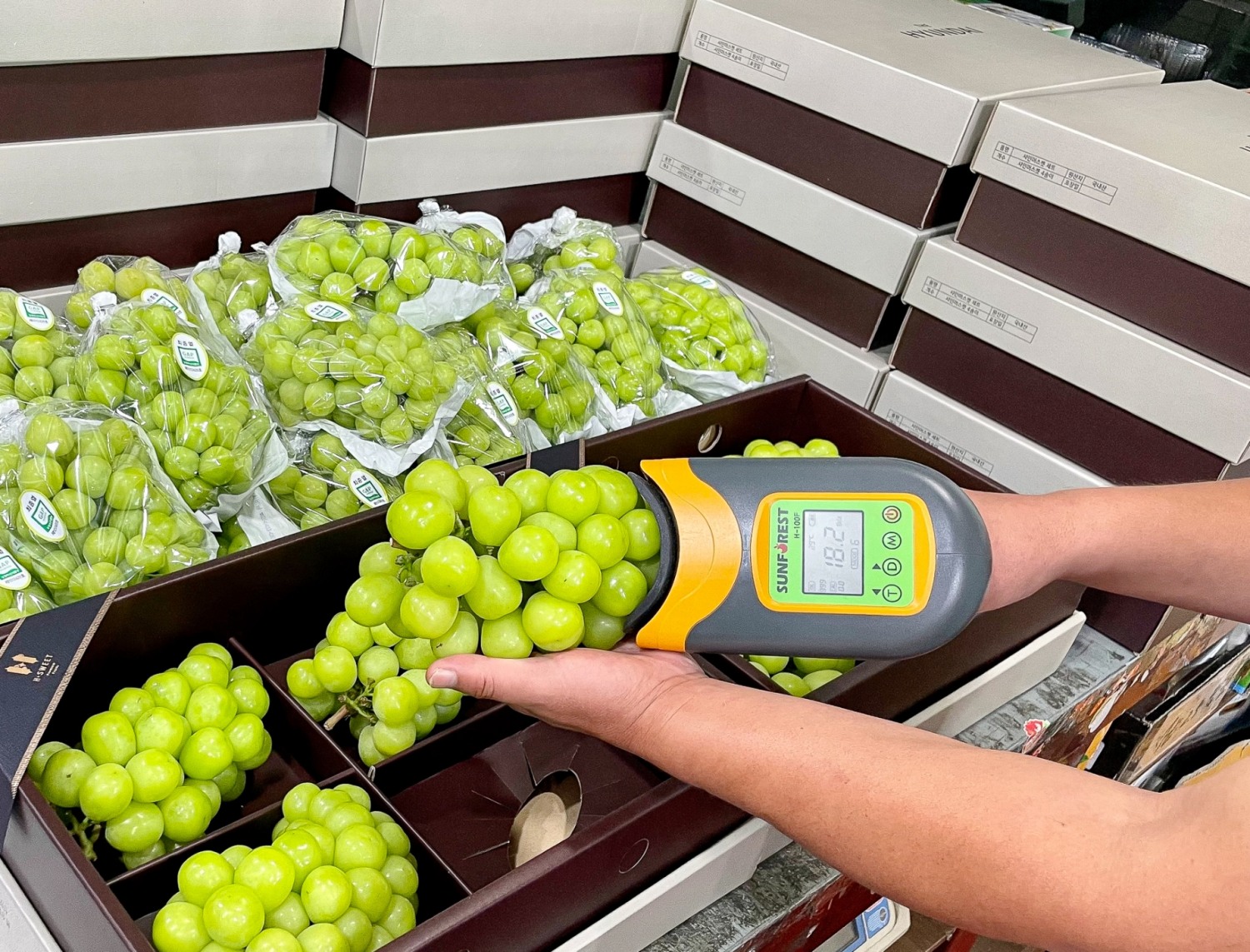 현대백화점이 샤인머스캣 당도선별 하는 모습. /사진제공=현대백화점