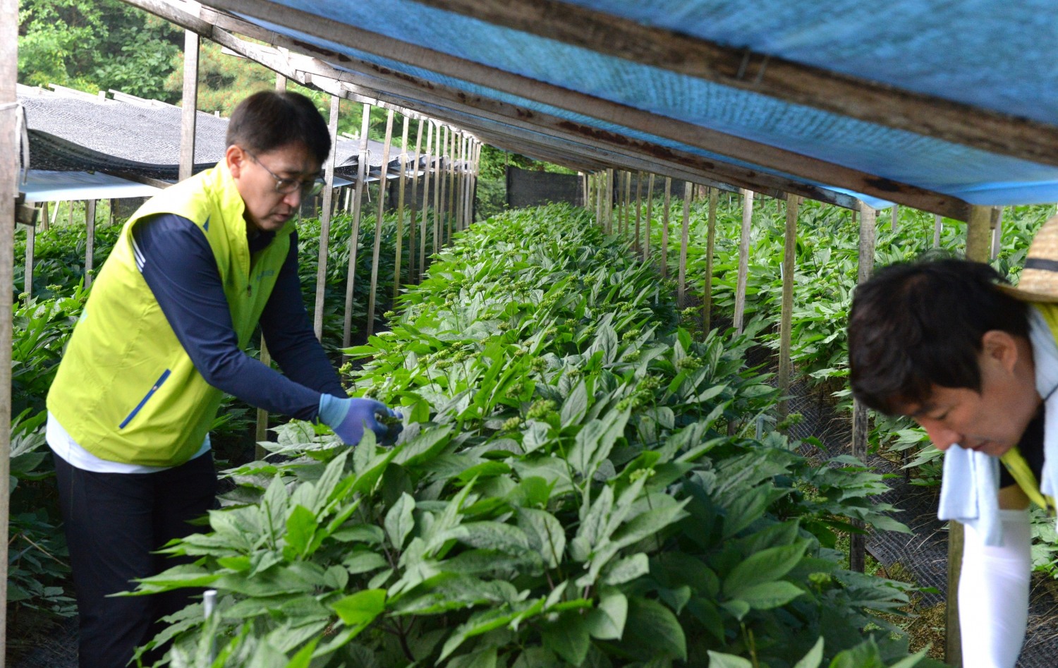 서국동 NH농협손보 대표이사(사진 왼쪽)가 경기 포천 농가에서 인삼꽃따기 작업을 하고 있다.(2024.05.24.)./사진제공=농협손보