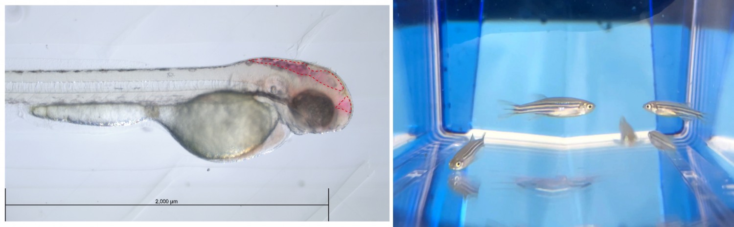 왼쪽부터 제브라피시 치어와 성어.(2024.07.10) /사진제공=JW중외제약