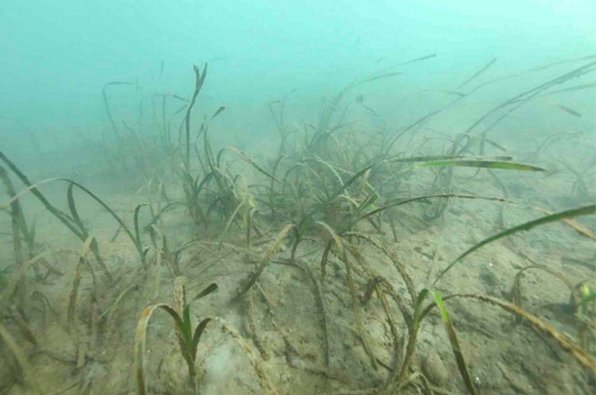 LG화학이 잘피를 이식한 여수 대경도 바다. 사진=LG화학