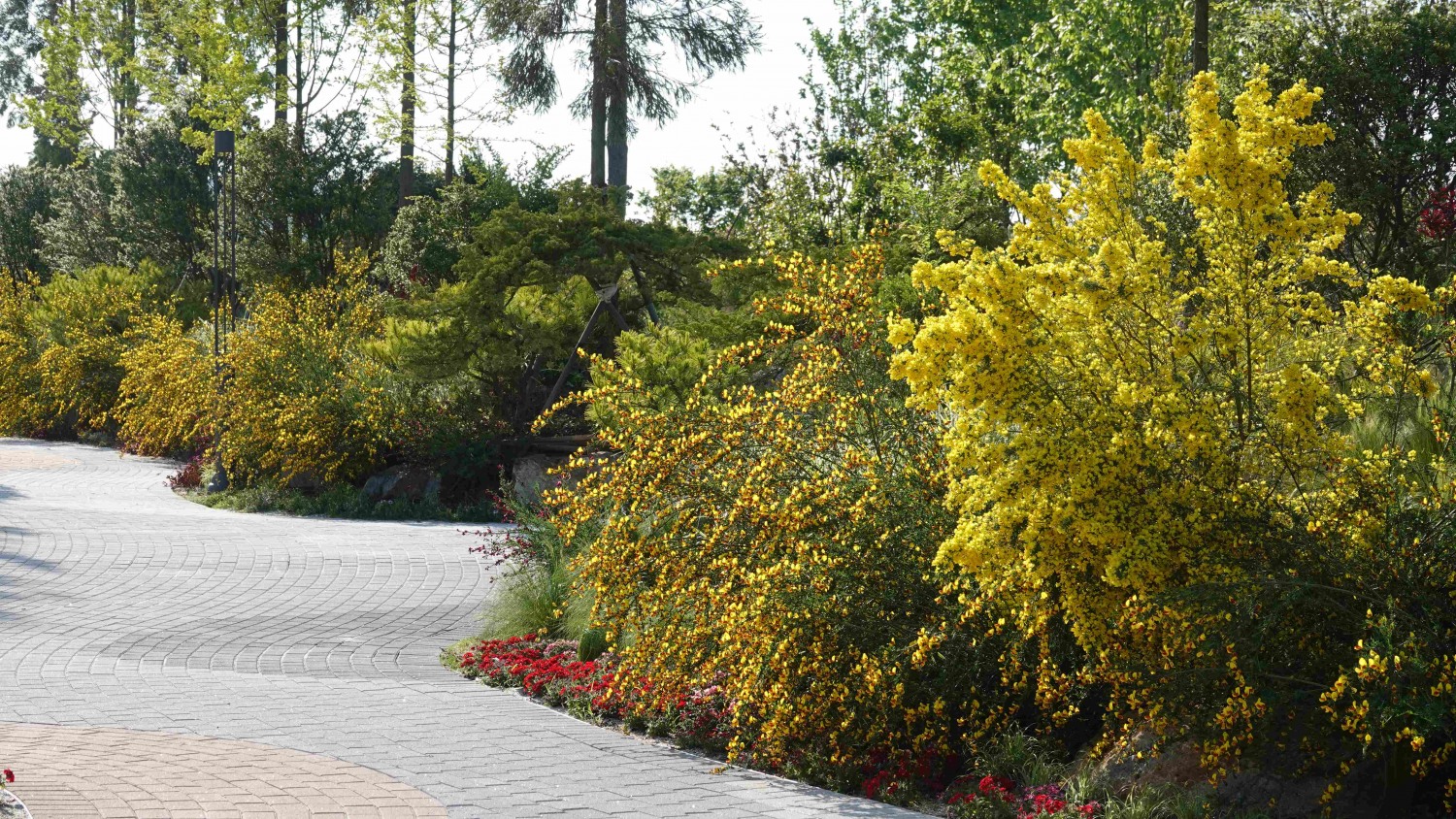 전라남도 최초 정원형 식물원 산이정원이 금작화가 만개하는 5월을 맞아 5월 31일까지 ‘금작화 페스타’를 연다. / 사진제공=BS한양