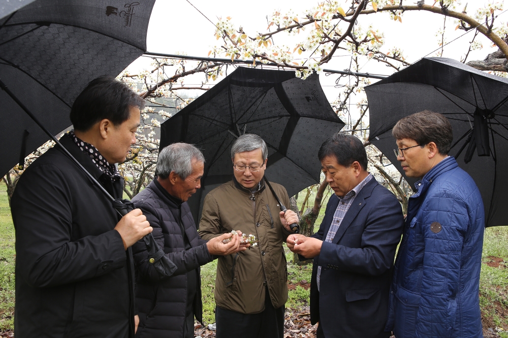 △오병관 대표이사(가운데)가 농업인 한상인씨(사진 왼쪽 두 번째), 농협 관계자 등과 함께 과수원을 돌아보며 피해현황에 대한 이야기를 나누고 있다. / 사진=NH농협손해보험