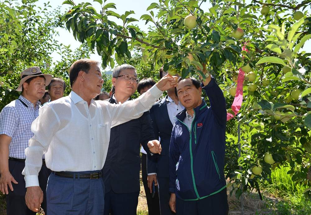 △NH농협손해보험 오병관 대표이사는 지난 1일, 경상북도 문경시 소재 사과 농가를 방문해 폭염피해 현황을 직접 점검하고 농가를 위로했다. 오병관 대표이사(가운데)가 대구경북능금농협 손규삼 조합장(왼쪽), 문경농협 김종호 조합장(오른쪽)과 함께 과수원을 돌아보며 피해현황에 대한 이야기를 나누고 있다. / 사진=NH농협손해보험