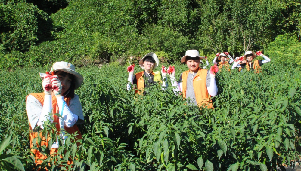 △한화생명이 운영하는 한화해피프렌즈 청소년봉사단 320여명이 8월 1일(수)부터 3일(금)까지 2박 3일동안 전북 무주군에 위치한 덕유산 무주 유스호스텔에서 여름봉사캠프를 실시한다. 한화해피프렌즈 청소년봉사단원들이 수확한 고추를 들고 활짝 웃고 있다. / 사진=한화생명