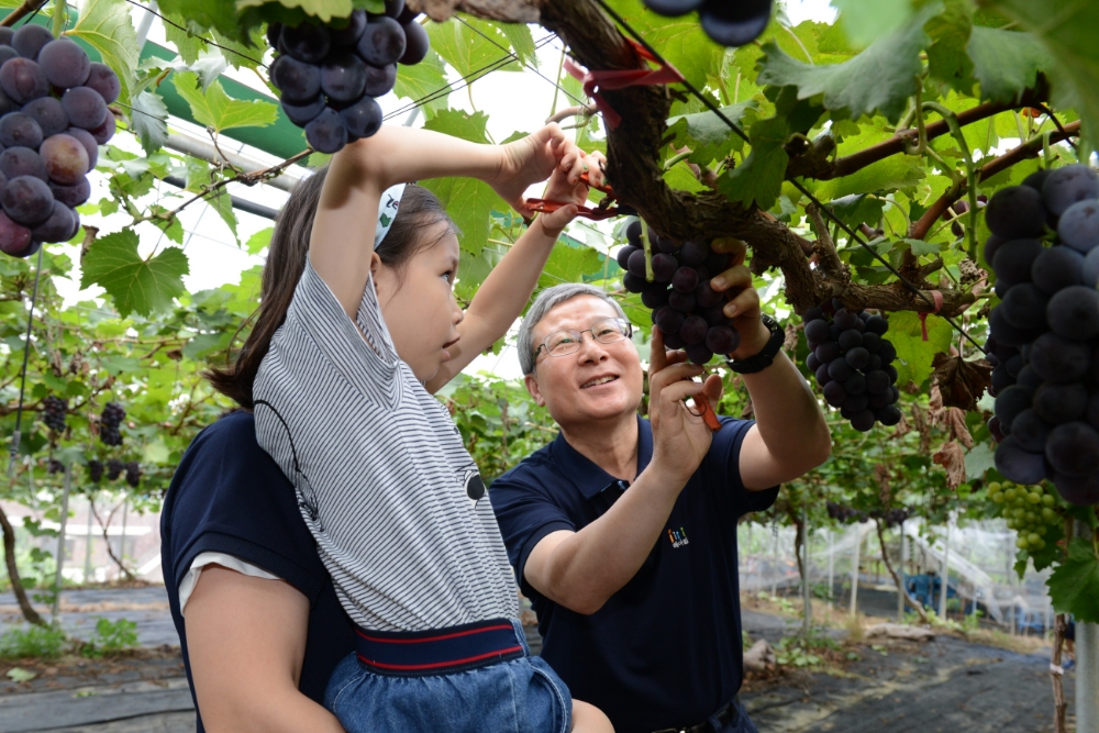 △농촌체험활동에 참여한 오병관 대표이사(사진 오른쪽)가 임직원 자녀와 함께 포도를 따고 있다. / 사진=NH농협손해보험