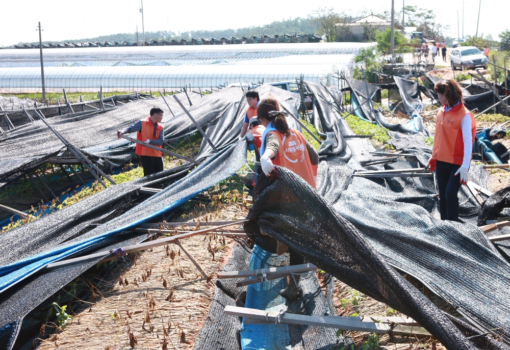 KGC인삼공사, 폭우피해 인삼농가 위해 수확 앞당긴다