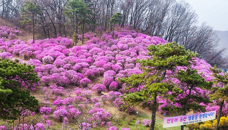 △효성 안양공장 진달래 동산의 풍경/사진=효성