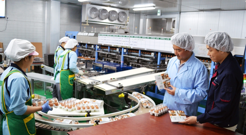 중소식품업체 '알로팜' 직원들이 수출용 계란을 포장하고 있는 모습. /사진제공=현대그린푸드