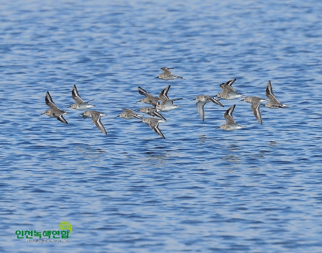 신세계면세점은 인천녹색연합이 주최하는 ‘2019 영종도 갯벌철새 사진 공모전’에 공식 후원한다. /사진=신세계면세점.