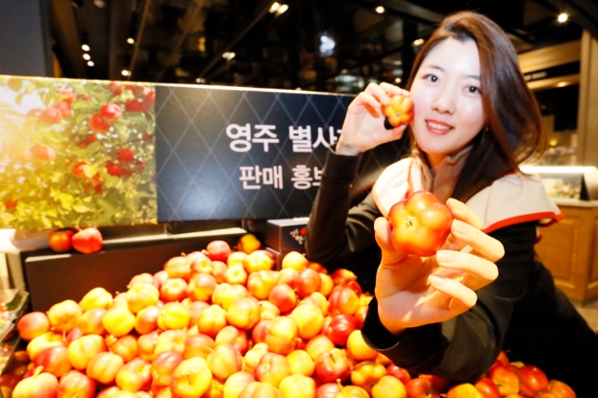 갤러리아명품관 식품관 고메이494는 경북 영주시에서만 생산하는 사과품종인 ‘별사과’를 선보인다. /사진=한화갤러리아.