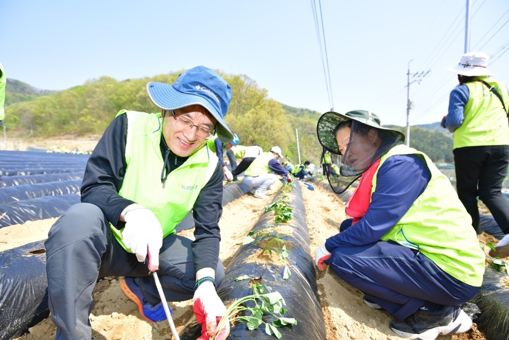 2020년 4월 29일 충북 진천군 백곡면에서 진행된 영농철 농촌 일손돕기 활동에서 손병환 NH농협은행장(왼쪽)과 임직원들이 고구마 밭에서 땀을 흘리고 있다. / 사진= NH농협은행