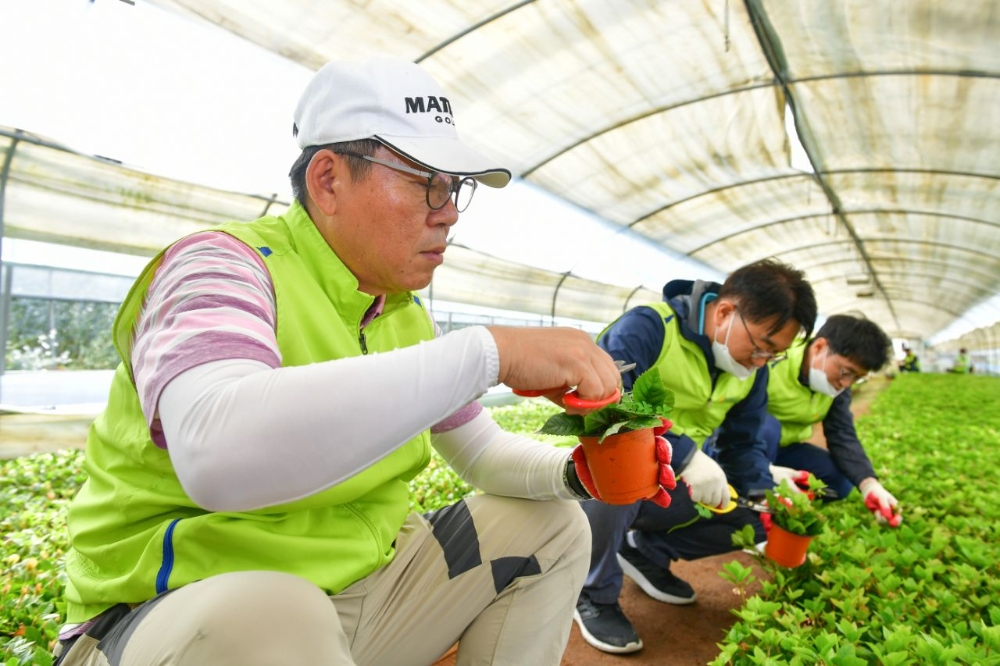 △ 장승현 NH농협은행 수석부행장(왼쪽)과 임직원들이 원예농가에서 농촌일손돕기를 하고 있다. /사진=NH농협은행