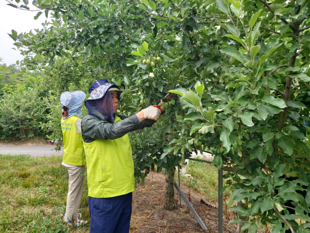 이구찬 NH농협캐피탈 대표이사(오른쪽)와 임직원 봉사단이 경기 포천시 사과농가를 방문해 사과 적과 작업을 하고 있다./사진=NH농협캐피탈