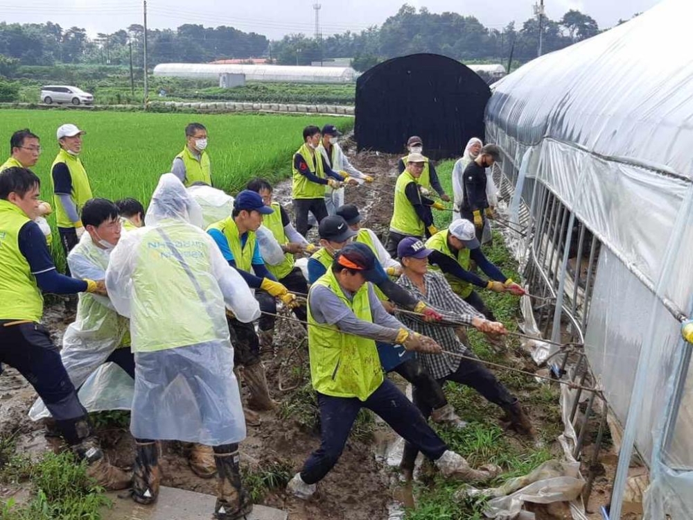 지난 11일 NH농협은행 중앙본부 임직원들이 50여명이 경기도 이천시 집중호우 피해 지역을 방문하여 폭우로 침수된 비닐하우스 피해시설을 찾아 복구 작업을 실시 중에 있다.