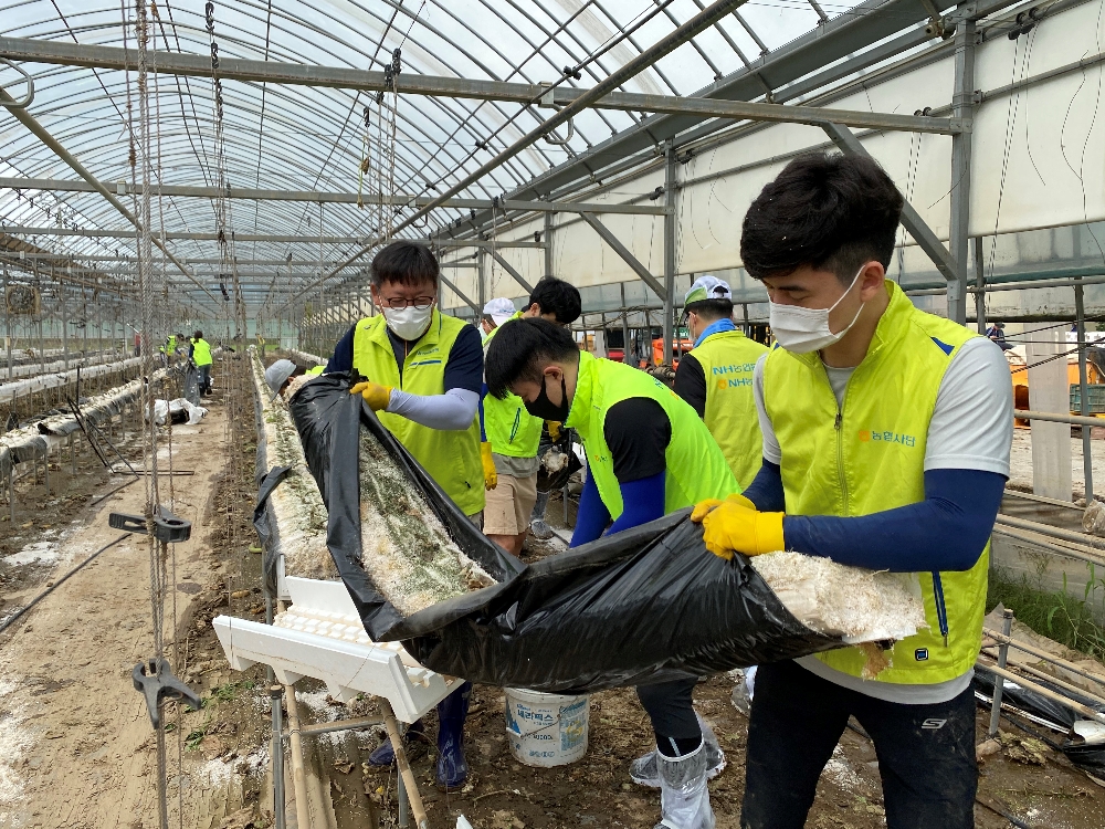 13일 경기 연천군 군남면 침수 비닐하우스에서 NH농협은행 장승현 수석부행장(왼쪽)과 임직원들이 폐기물 제거를 실시하고 있다. / 사진 = NH농협은행