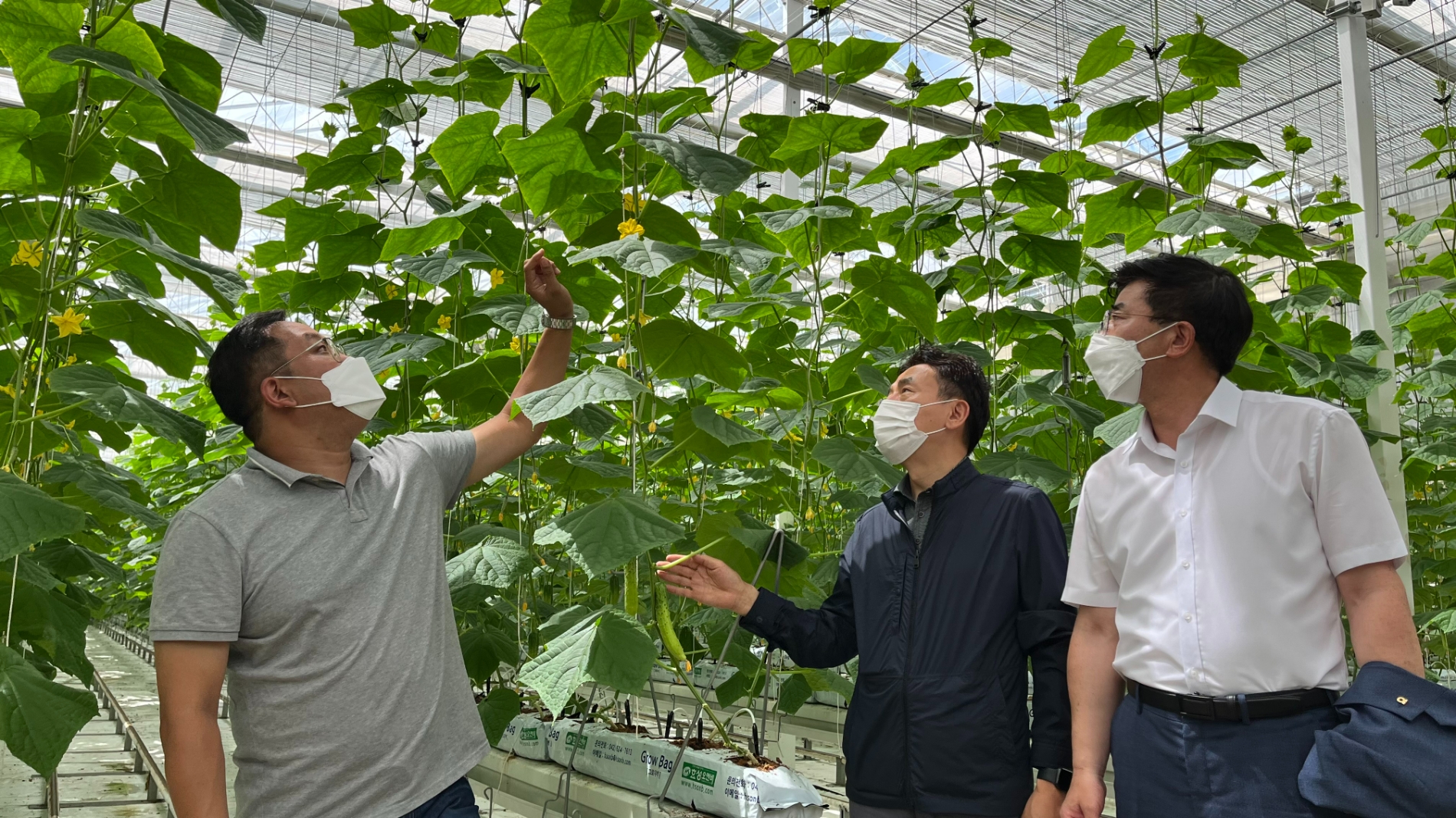 18일 전북 김제시 소재 농헙회사법인 늘품에서 농협은행 김춘안 NH농협은행 부행장(왼쪽 두 번째)과 김지하 늘품 대표(왼쪽 첫 번째)가 스마트팜 재배 작물을 살펴보고 있다./사진=NH농협은행