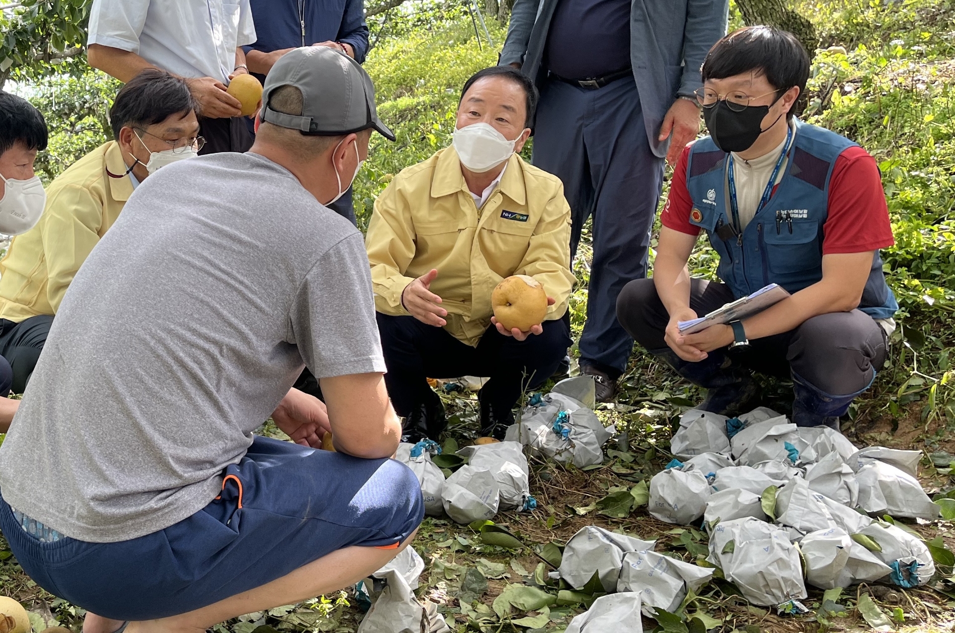 지난 6일 농협손해보험 최문섭 대표(사진 가운데)가 울산지역 배 과수원에 방문해 농가와 피해현황에 대한 이야기를 나누고 있다./사진=농협손해보험