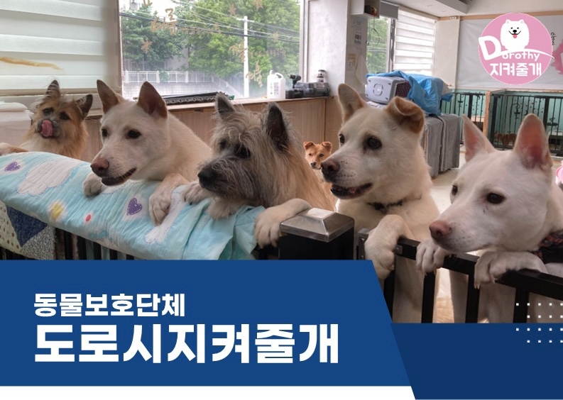 대우산업개발, 유기견 보호단체에 ‘에어데이즈’ 마스크 기부./사진제공=대우산업개발