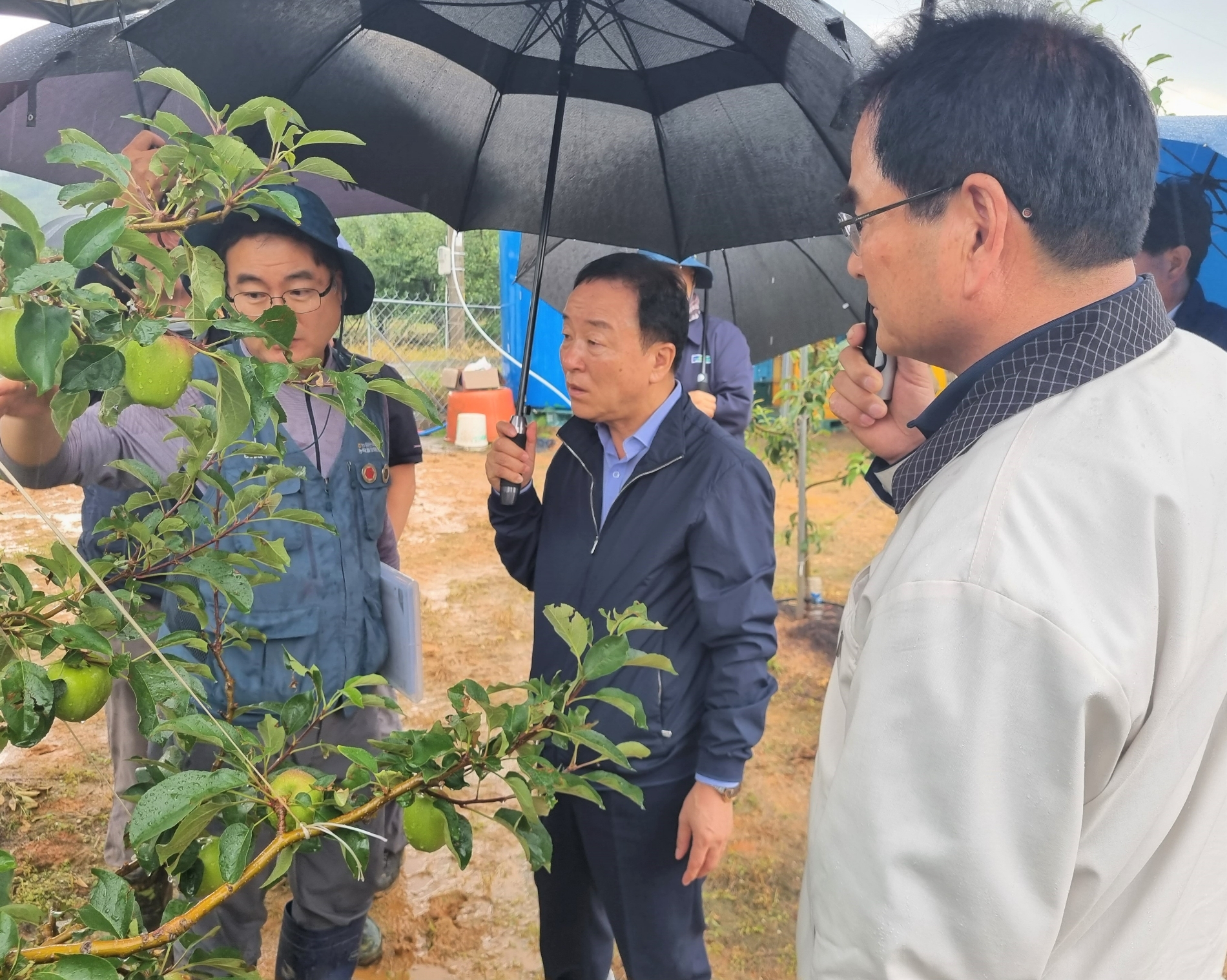 최문섭 NH농협손해보험 대표이사(가운데)가 경북 영주시 소재 우박 피해 농가를 둘러보고 있다./사진제공=NH농협손해보험