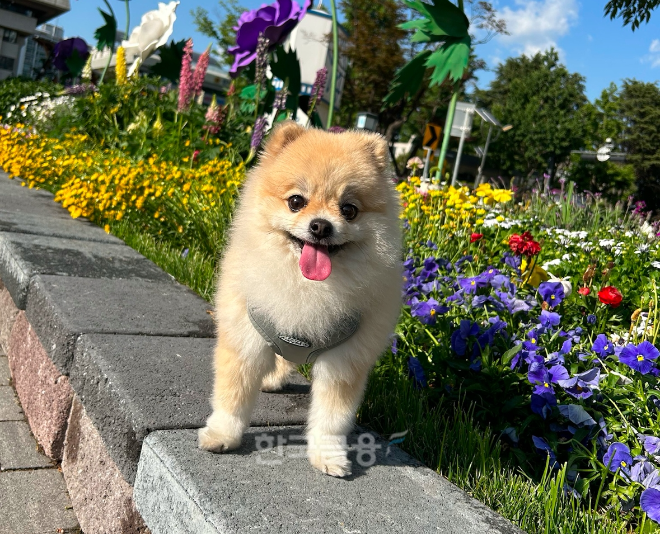 한 반려동물이 공원을 산책하고 있다. 사진은 기사 내용과 직접적 관련이 없음. /사진=김나영 기자
