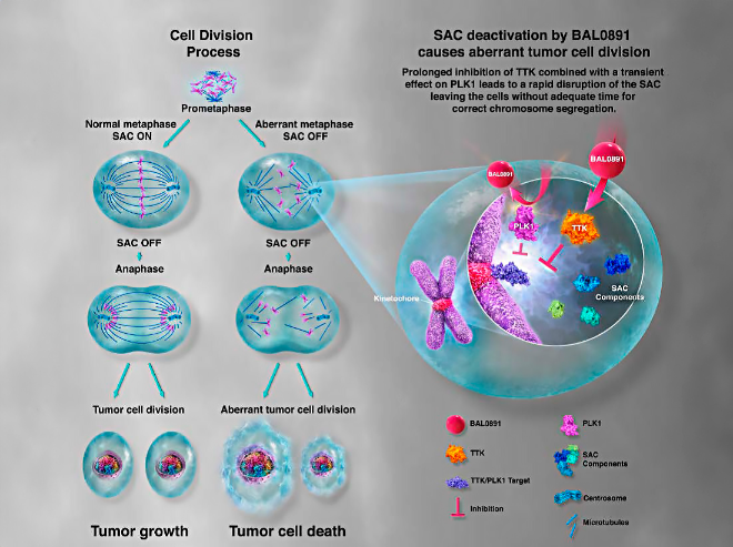 BAL0891의 세포분열 과정. /사진=신라젠 홈페이지 캡처