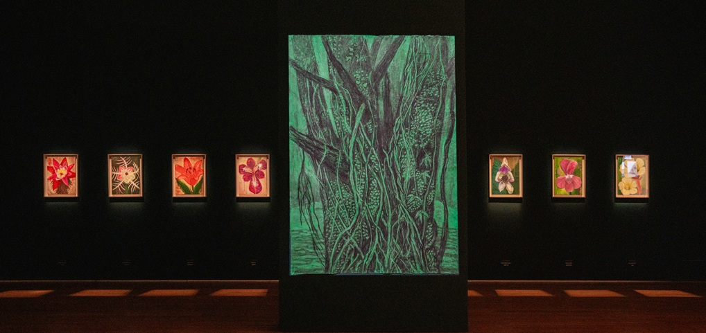 개가시나무는 살아있다 2.214x150cm,charcoal on Koreanpaper.2025