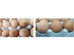 살충제 계란 ‘08마리’·‘08LSH’ 표시…식약처, 전량 회수조치