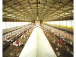 ‘닭고기 포비아’…“사육환경 달라 안전 vs 일부 노계 가공사용”