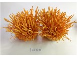 초롱팜 “도라지동충하초 ‘코디사폰버섯’ 유효성분 증대 및 양산화, 특허출원”