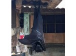 '황금볏과일박쥐' 실존하는 거대 박쥐의 등장?