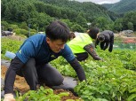 강원농협, 농가실익 증진을 위한 농촌 일손돕기