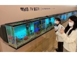 갤러리아百, 백남준 탄생 90주년 맞아 작품 ‘TV 물고기’ 전시