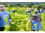 KT&G, 농민 상생 위해 잎담배 수확 봉사활동 진행