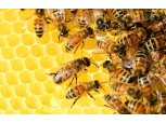 농협, 2023 꿀벌 사양관리 양봉농가 교육 동영상 배포